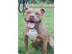 Adopt Honey a Pit Bull Terrier