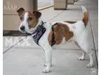 Adopt Max a Jack Russell Terrier