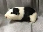 Adopt Toby (ISO BFF) a Guinea Pig Short-haired