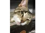 Adopt Bacardi - PetValu Chews Landing a Domestic Short Hair - br