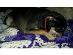 Adopt Molly aka Bernice a Miniature Pinscher
