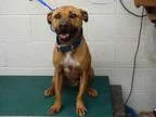 Adopt ODIE a Australian Cattle Dog  Mixed dog in Waco TX (148302