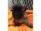 Adopt Truffle a Lhasa Apso Poodle