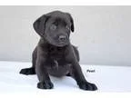 Adopt Pearl a Black Labrador Retriever  Basset Hound  Mixed dog 