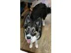 Adopt Ollie a Black - with White Border Collie  Mixed dog in Oli
