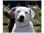 Adopt Bonnie a White - with Tan Yellow or Fawn Catahoula Leopard