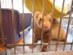 Adopt Violet a Ferret