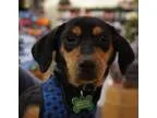 Adopt Bocca a Dachshund Hound