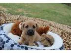 Adopt Abraham-pending a Tricolor (TanBrown and Black and White) 