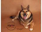 Adopt Angel a German Shepherd Dog