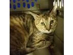Adopt BabyTaylor a Tabby Calico