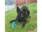 Adopt Tank a Black Shepherd (Unknown Type)  Mixed dog in Charlot
