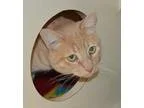 Adopt Ringo a Domestic Short Hair