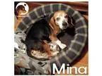 Adopt Mina a Tricolor (TanBrown and Black and White) Beagle  Mix