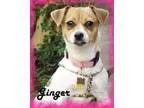 Adopt Ginger a Jack Russell Terrier