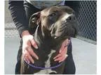Adopt Ace a Black - with White Pit Bull Terrier  Mixed dog in Sp