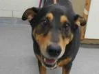 Adopt PIXIE a Rottweiler  Mixed dog in West Palm Beach FL (15329