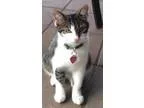 Buecheron  lab mix