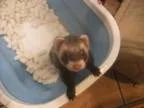 Adopt Lucas a Ferret