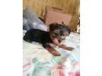 Otis(CL) - Male German Shepherd Dog