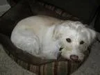 Adopt Lexie a White - with Tan Yellow or Fawn Terrier (Unknown T