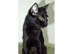 Adopt Houston a Domestic Short Hair-black