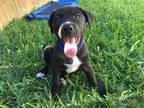 Petlover looking for a place