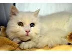 Adopt Galadrial a White Domestic Longhair  Mixed (long coat) cat