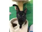 Adopt Schatzie a All Black Domestic Shorthair (short coat) cat i