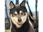 Adopt Jimmu a Tricolor (TanBrown and Black and White) Shiba Inu 
