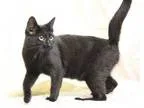 Adopt Harlow a All Black Domestic Shorthair  Mixed cat in Washin