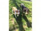 German Shepherds - Rottweilers - Working Class Dogs >WANTED F
