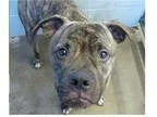Adopt Bruce a Brindle - with White Boxer  Pit Bull Terrier  Mixe