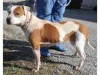 Adopt Taylor 2-6-16 a Pit Bull Terrier