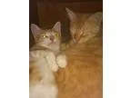 Adopt Bingo a Orange or Red Tabby Domestic Longhair (long coat) 