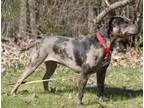 Adopt Willow a Catahoula Leopard Dog Pit Bull Terrier