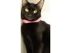 Adopt Olive 8months Female a All Black Domestic Shorthair  Mixed