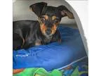 Adopt Nancy a Dachshund Manchester Terrier