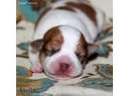 One male and two female Golden retriever puppies for adoption re
