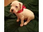 Pet Waste Removal  Pooper Scooper Service for Metro Atlanta (sin