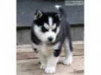 He is current on vaccinations and deworm