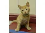 Adopt a KITTEN from Animal Control