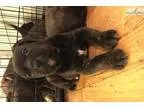Daisy - PitbullRottweiler mix puppy for sale
