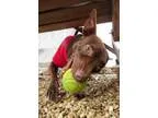 Adopt Iggy a Miniature Pinscher