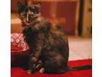 Adopt Abigail a Domestic Short Hair