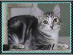 Adopt Echo a Gray Blue or Silver Tabby Domestic Shorthair (short