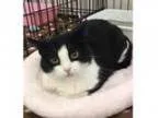 Adopt Baby a All Black Domestic Shorthair Mixed cat in Incline