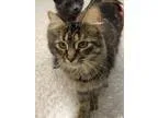Adopt Cinnamon a Tortoiseshell Domestic Longhair (long coat) cat