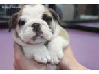 Shih poo puppy