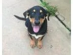 Adopt Harry a German Shepherd Dog